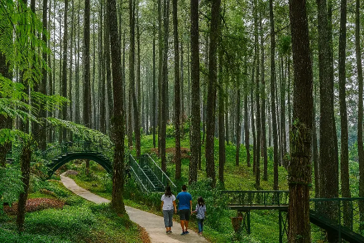 Tempat Wisata di Bandung Orchid Forest Cikole - Hutan Pinus & Taman Anggrek