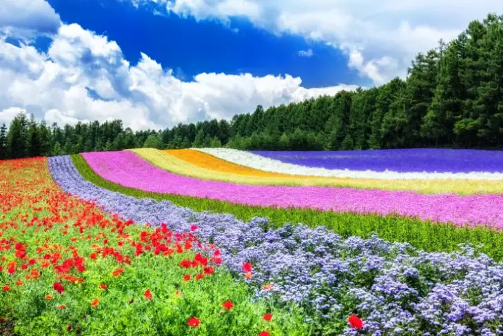 Biei, Hokkaido - Lukisan Hidup di Kaki Gunung Tokachi